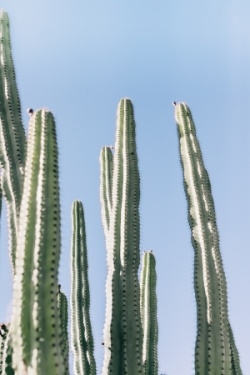 Cactus on a blue background